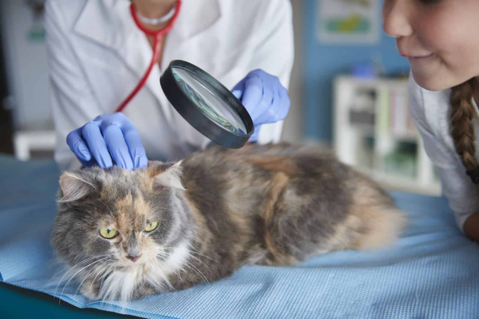 Checking condition of cat's fur and skin