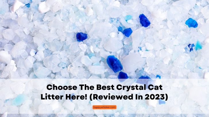 Choose The Best Crystal Cat Litter Here! (Reviewed In 2023)
