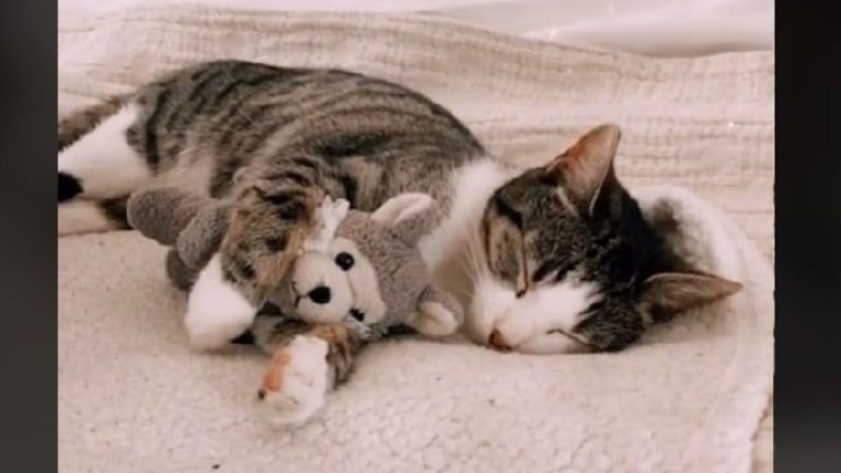 Cute Winnie And Her Stuffed Toy