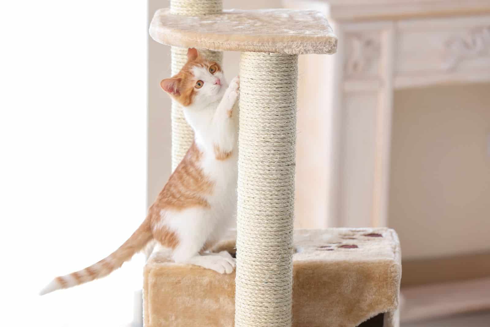 Cute cat uses a scratching post