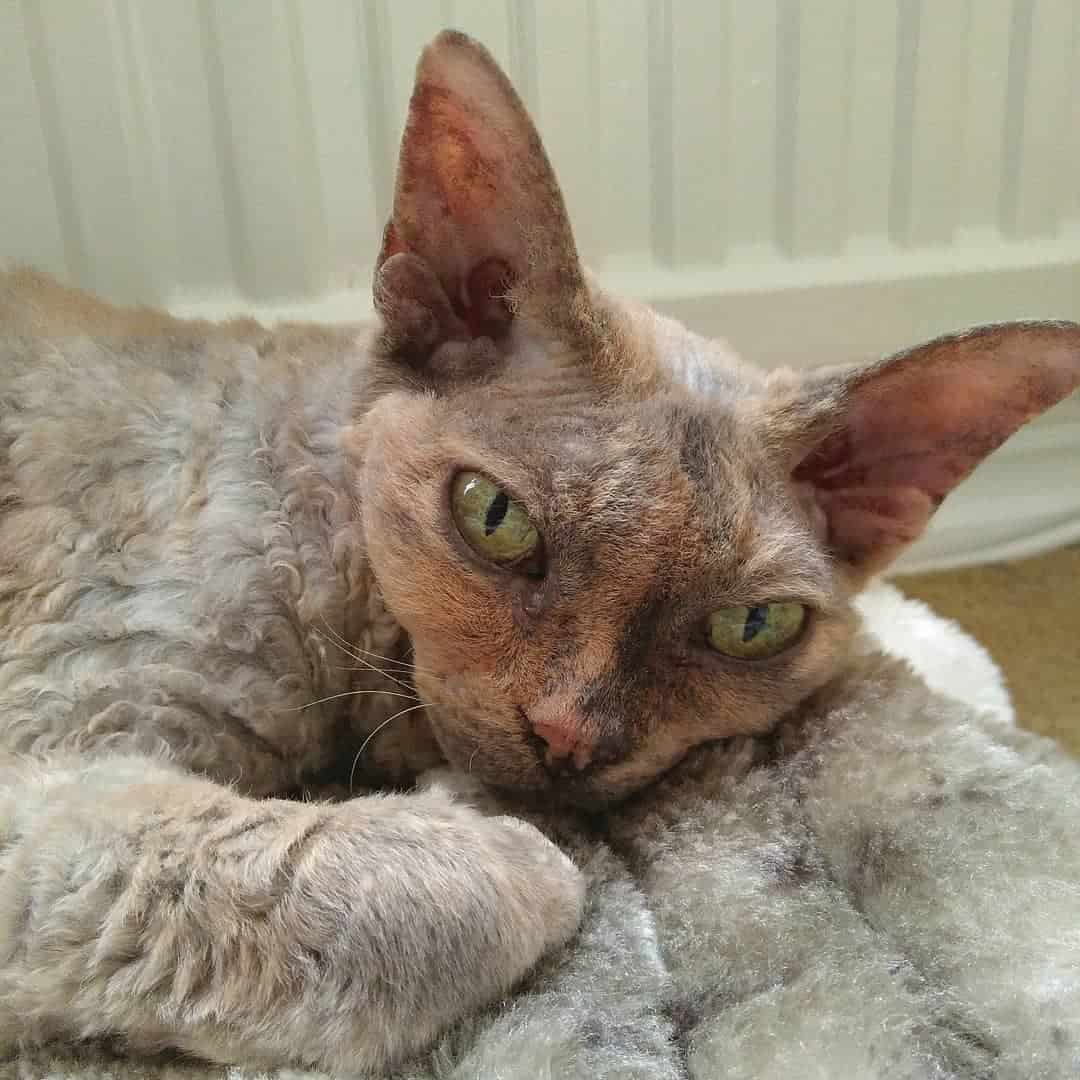 Devon Rex is lying on a blanket