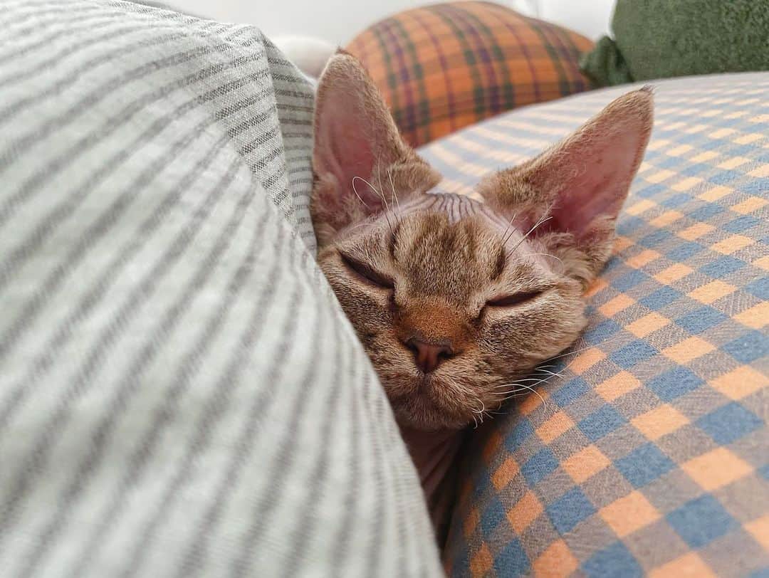 Devon rex cat sleeping in bed