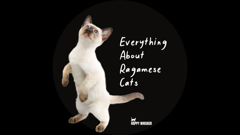 ragamese cats