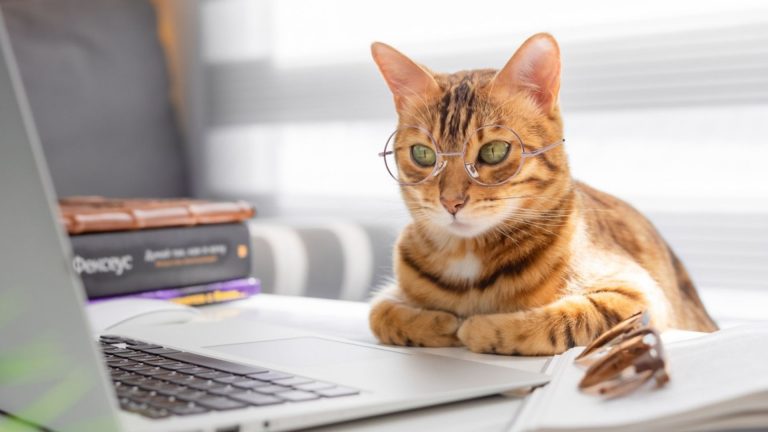 Bengal cat in glasses works at a table on a computer indoors