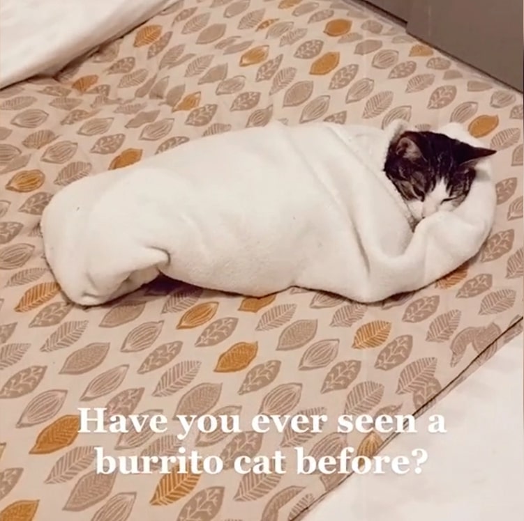 Have you ever seen a burritto cat before