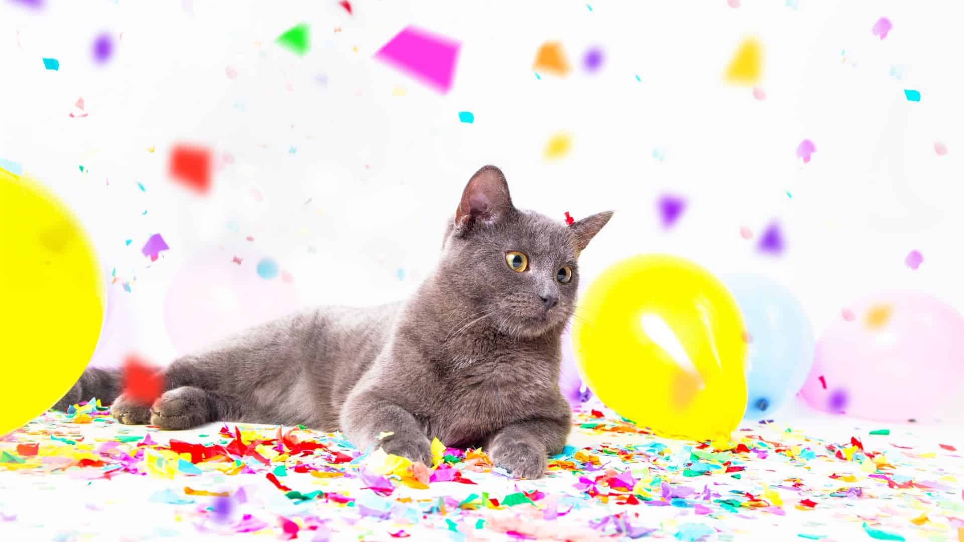 cat Celebrated
