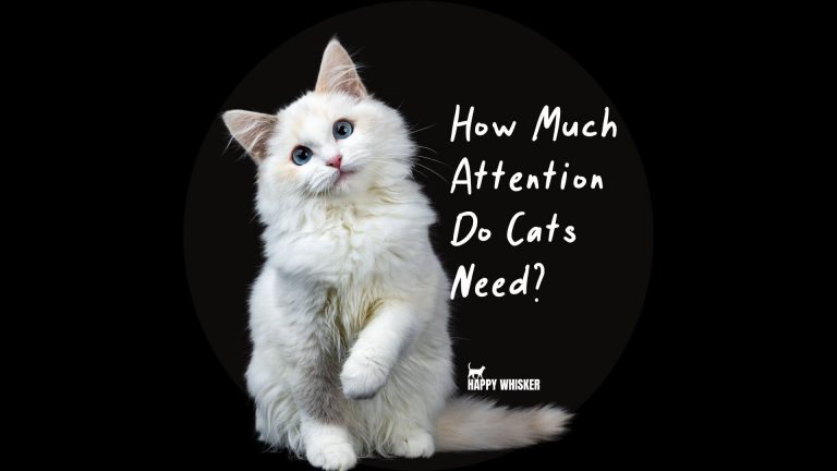 cats attention