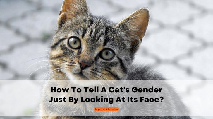 How To Tell A Cat’s Gender Just By Looking At Its Face?