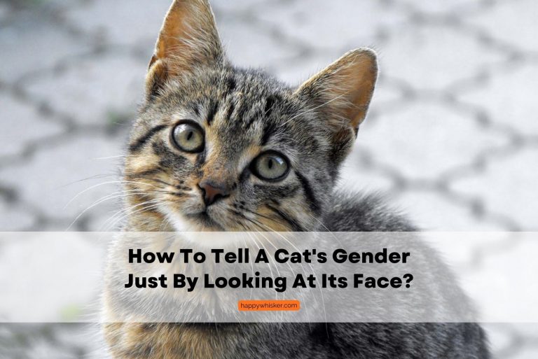 cat gender after their face