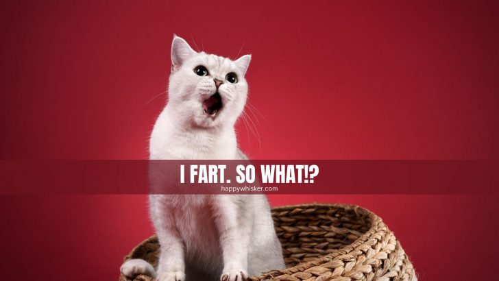 Is It Normal For Cats To Fart?