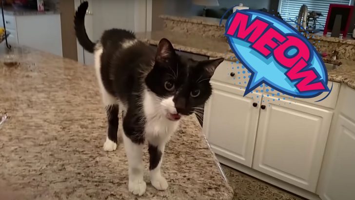 Is This The Deepest Meow You’ve Ever Heard?