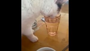 white cat drinks water from glass