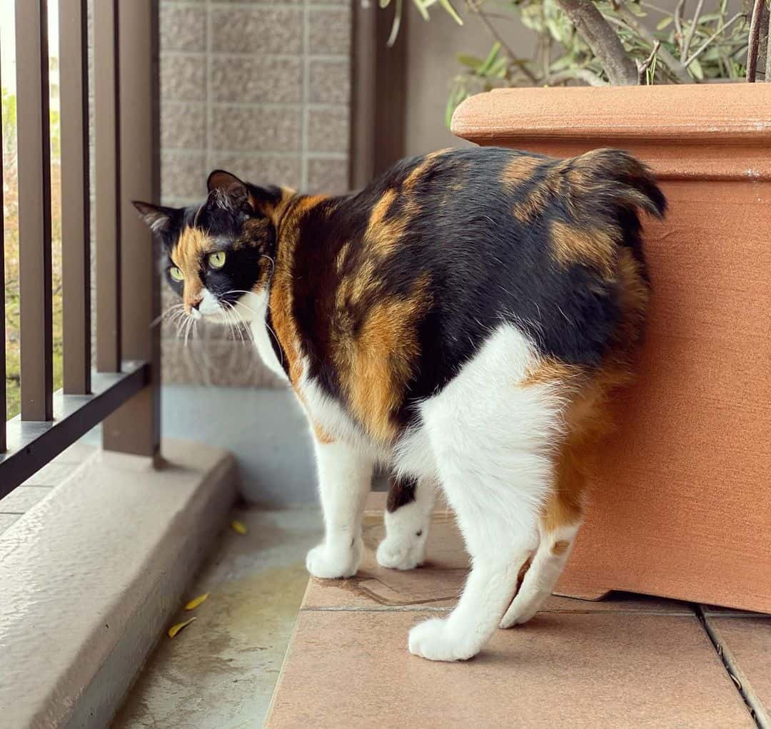 Japanese bobtail stands next to the vase