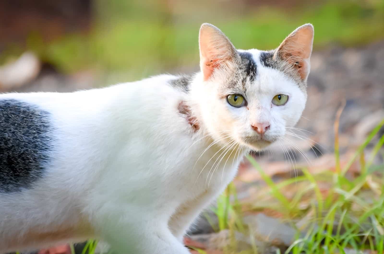 Javanese Cat