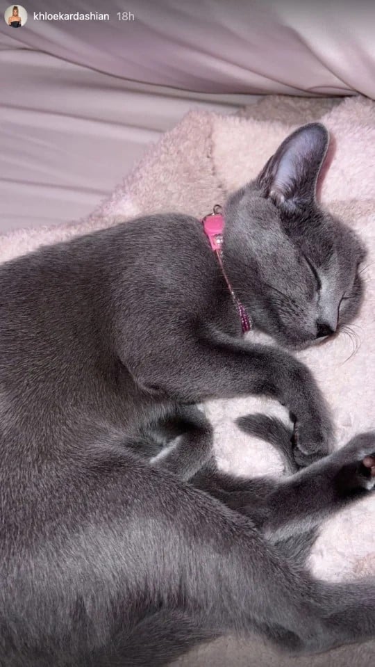 Khloe Kardashian's cat sleeping