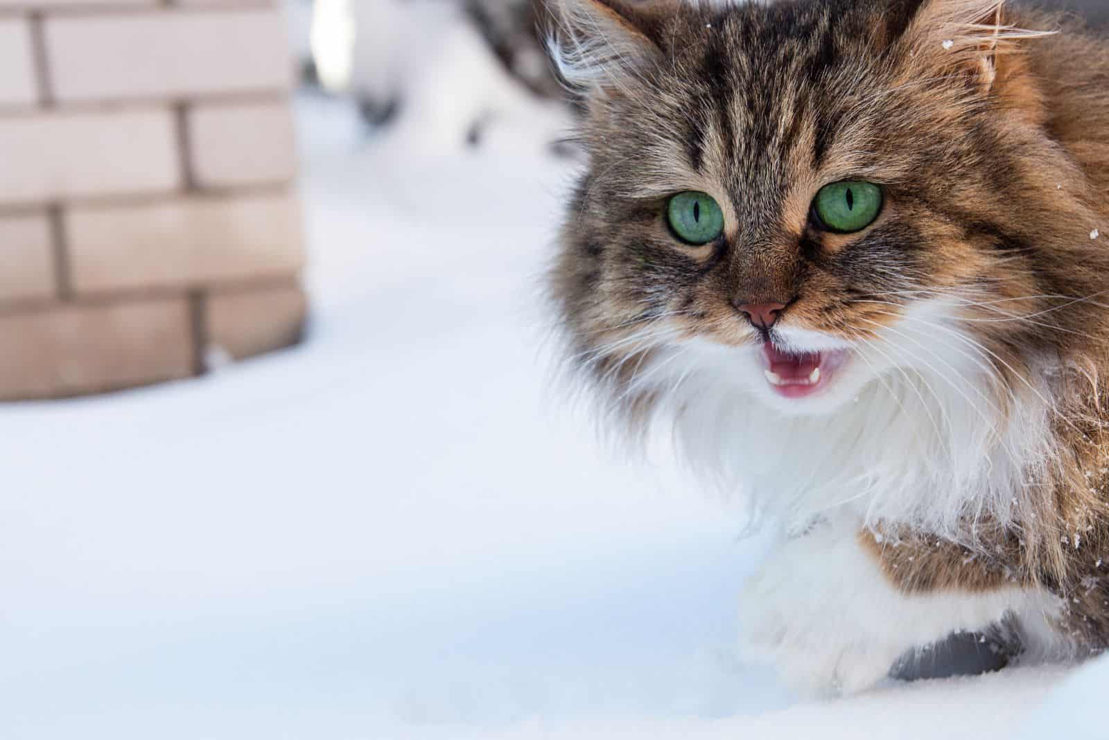 Kurilian bobtail Siberian cat walking in snow winter