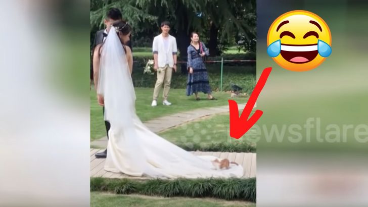 Lazy Cats Get A Ride On A Bride’s Wedding Dress