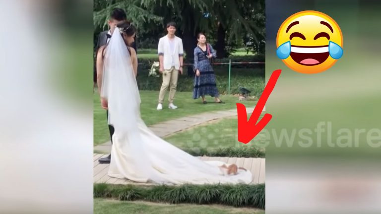 lazy cat rides on a bride's wedding dress