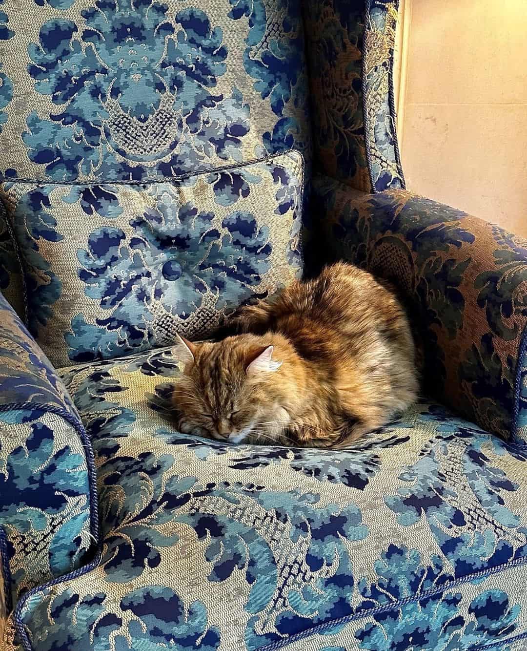 Lilibeth the cat sleeping on a sofa