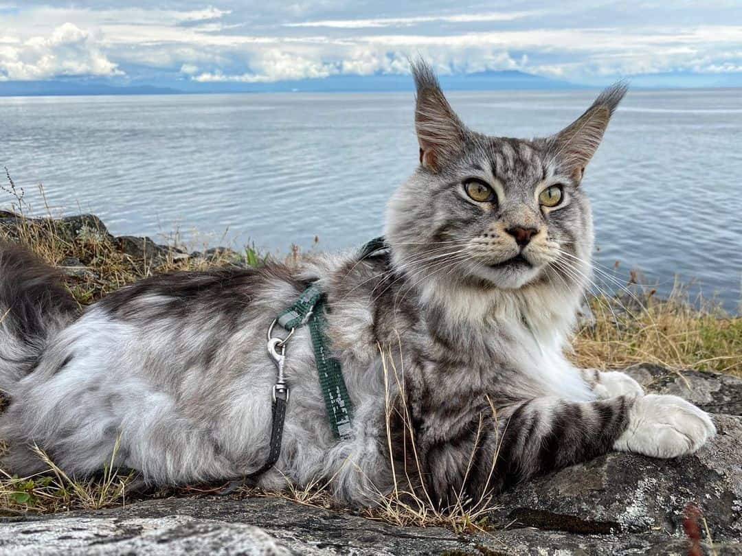 Maine Coon lying on a rock