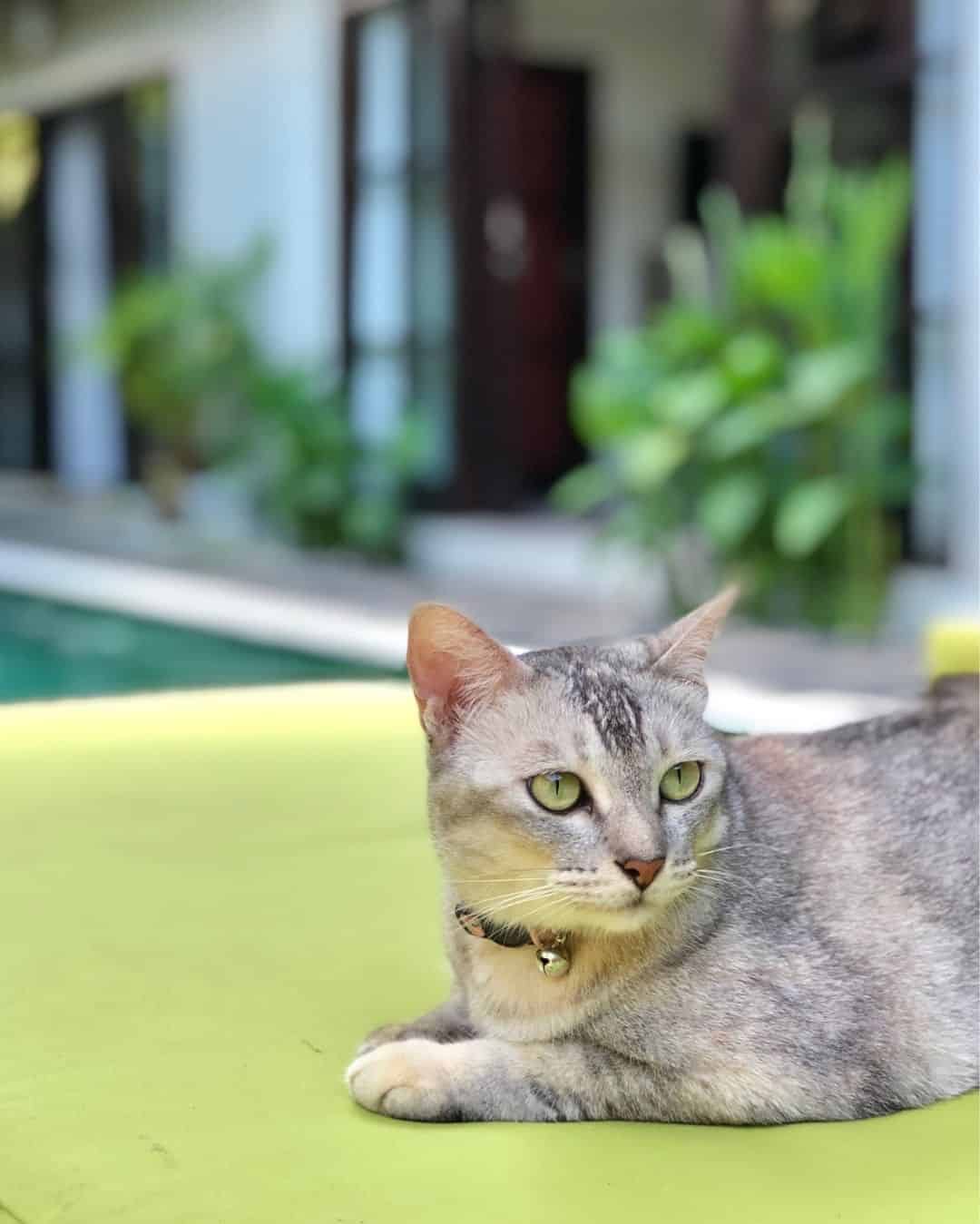 Mama cat, who stays at Kembali Lagi Guest House