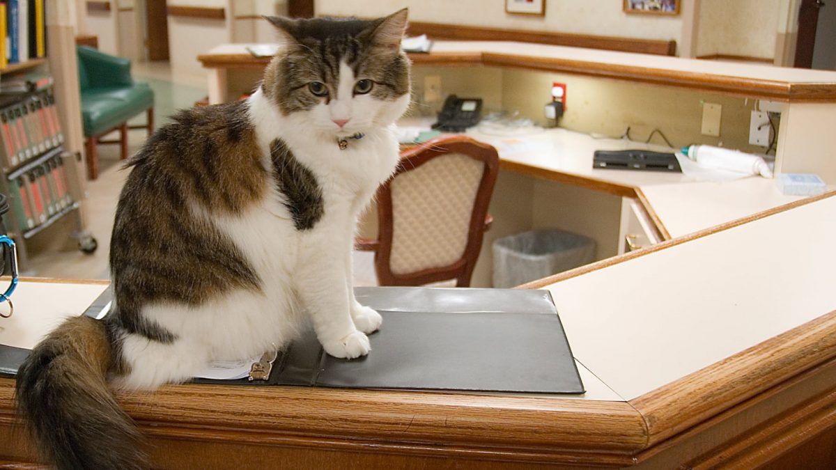 Meet Oscar, The Cat Who Could Predict Death