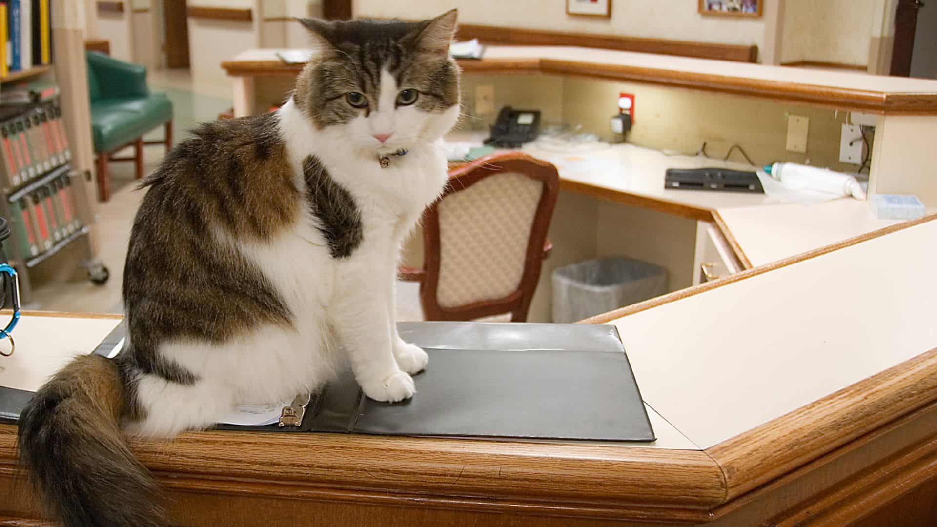 Oscar, the cat who could predict death