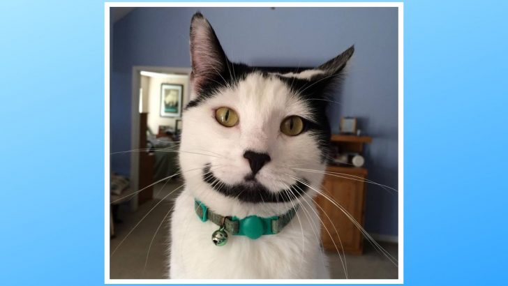 Meet Sirius, A Whisker-Wearing Wonder Whose Smile Never Fades