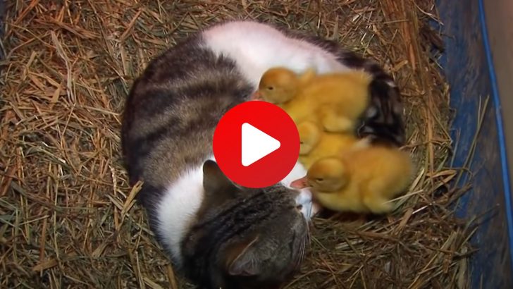 Mother Cat Adopts And Nurses Three Little Ducklings