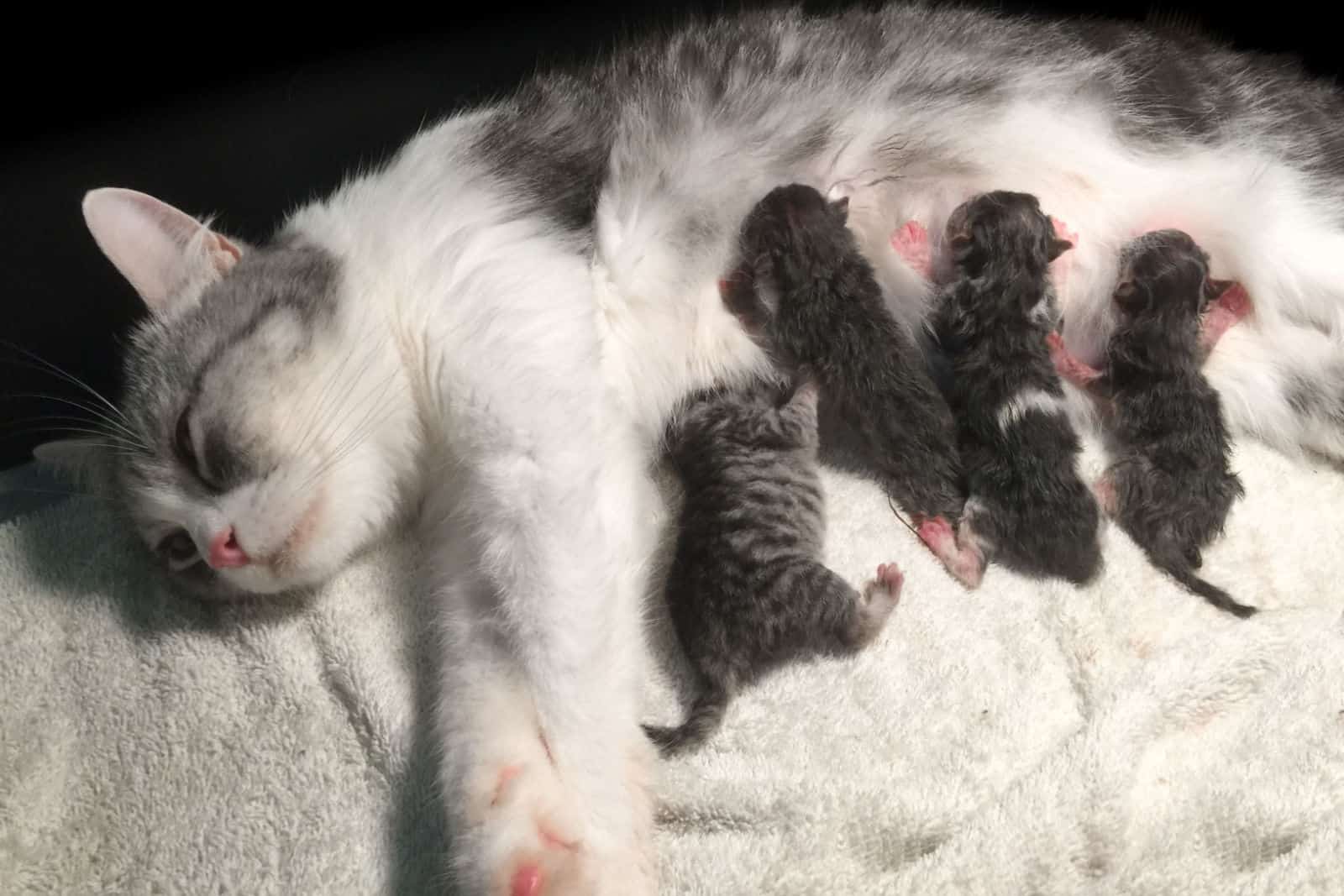 Mother fluffy cat pregnant give birth and new born baby kittens drinking milk from their mom breast.