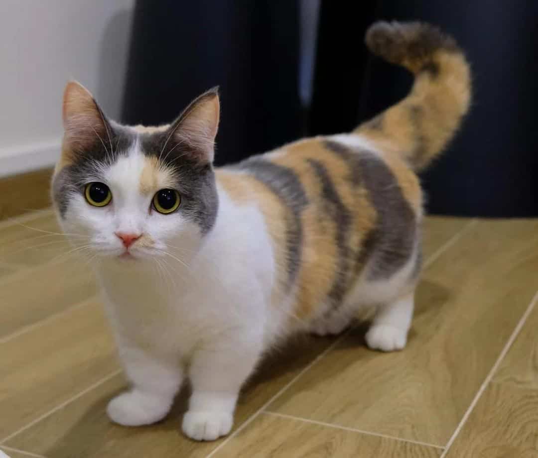 Munchkin Cat is standing on the laminate