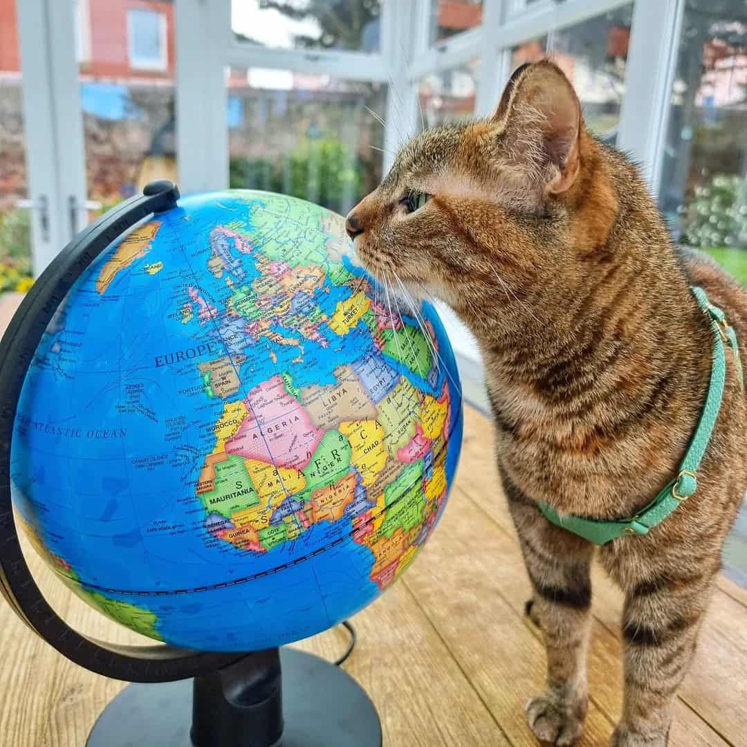 Nala the cat observing the globe