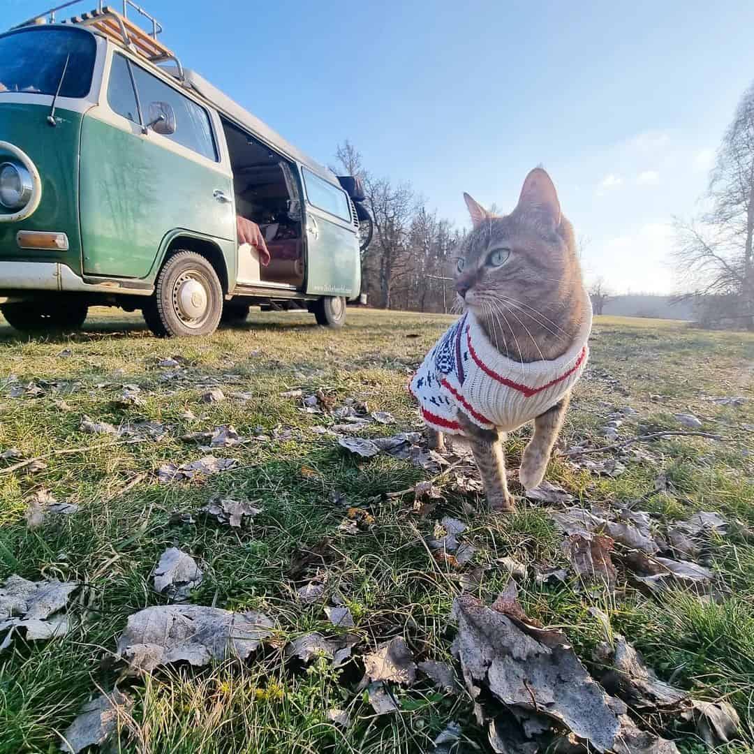 Nala the traveling cat on a roadtrip