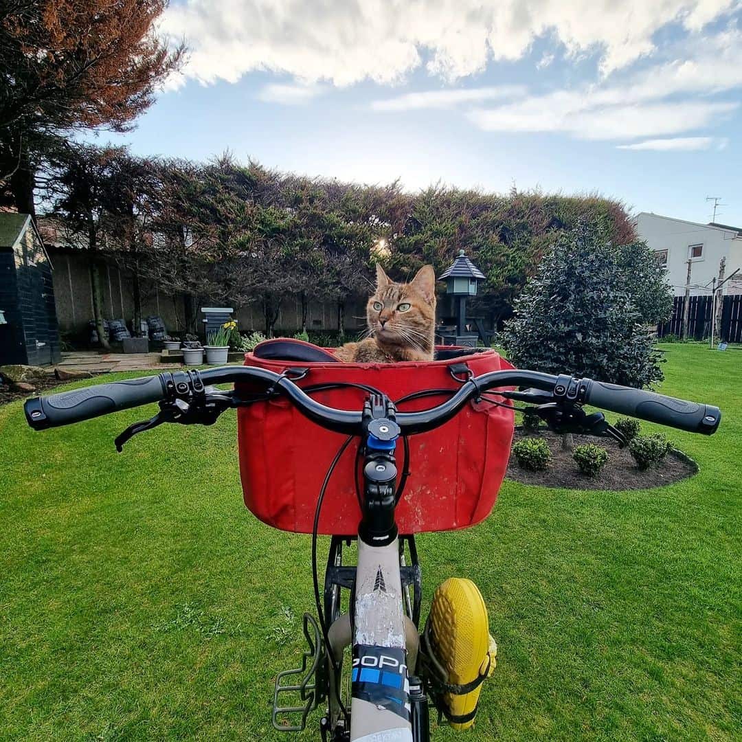 Nala the traveling cat sitting in a bike basket