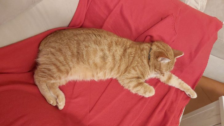 Napping Is Your Cat’s Favorite Chore, I Wonder Why?