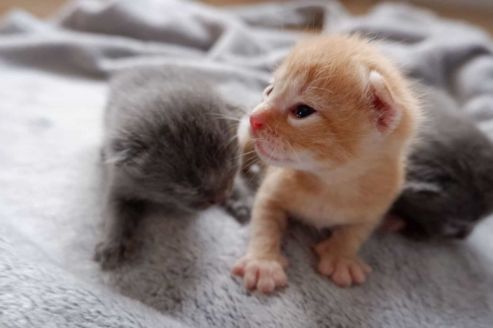 Newborn kittens learn to open their eyes.