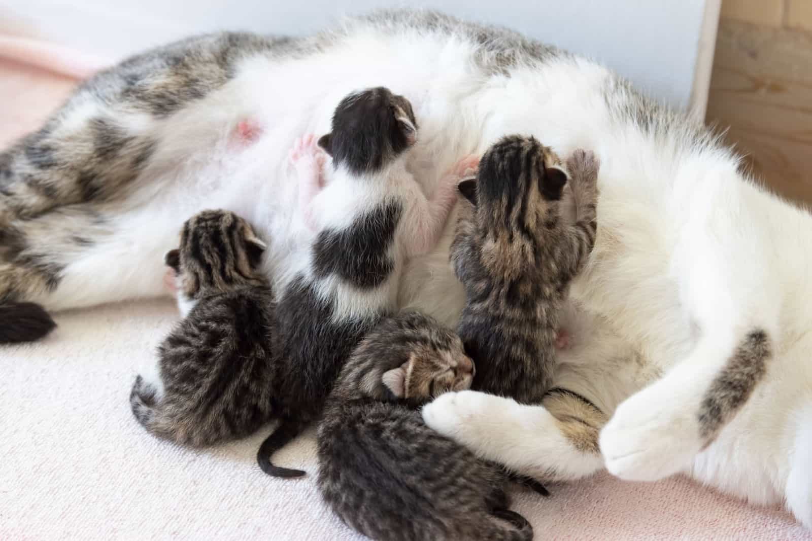 Newborn kittens nursing. Mother is a street cat who took shelter in an open house to give birth.