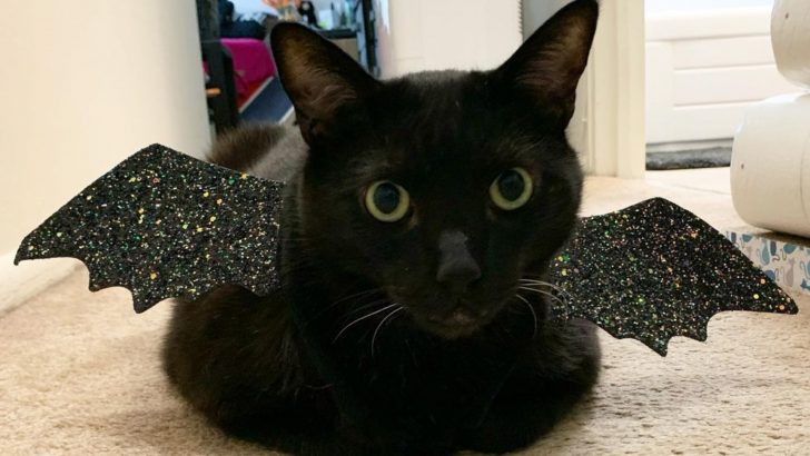 No One Wanted To Adopt This Black Cat Until Nikki Came Along