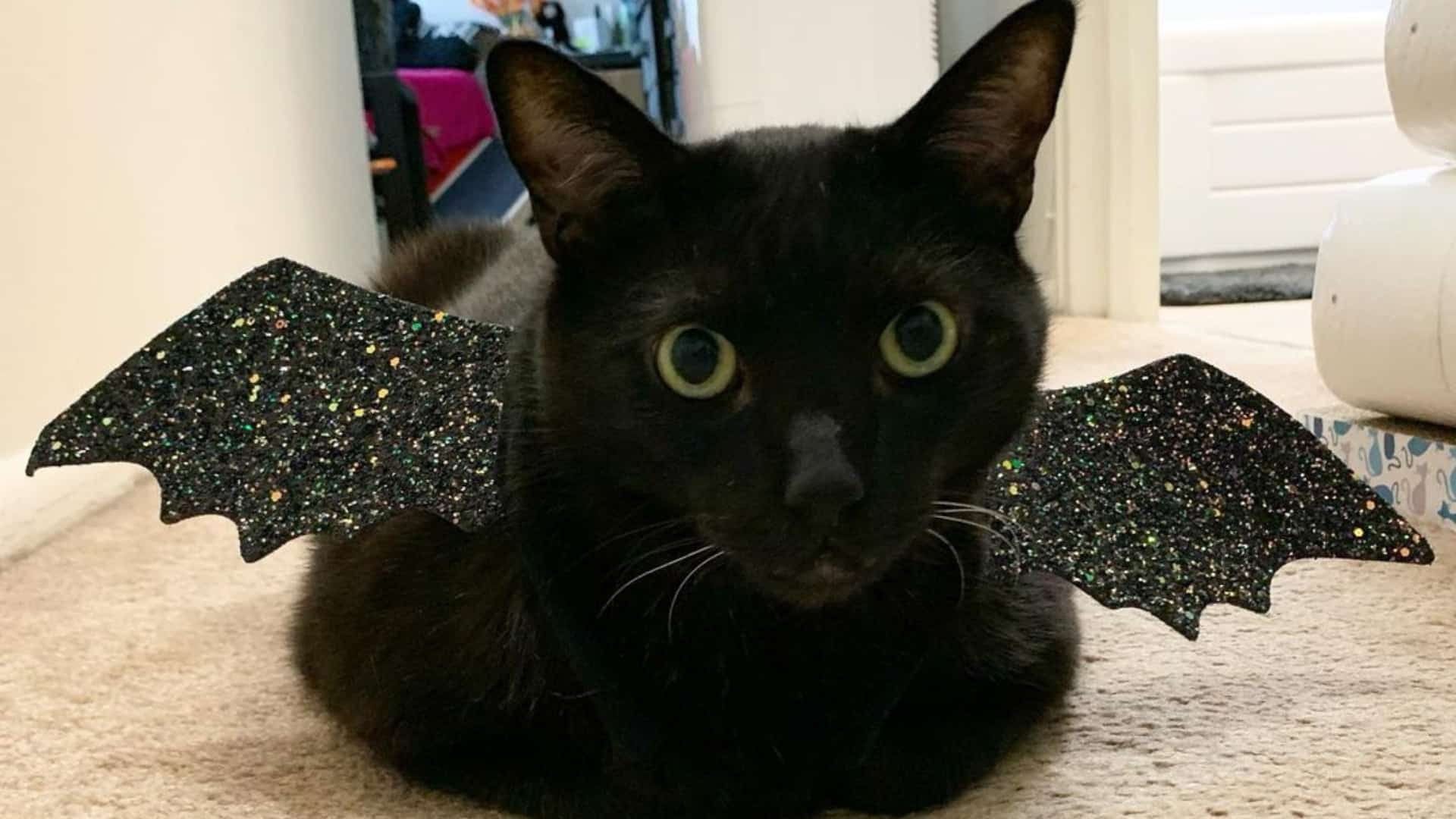 adopted black cat sitting on floor