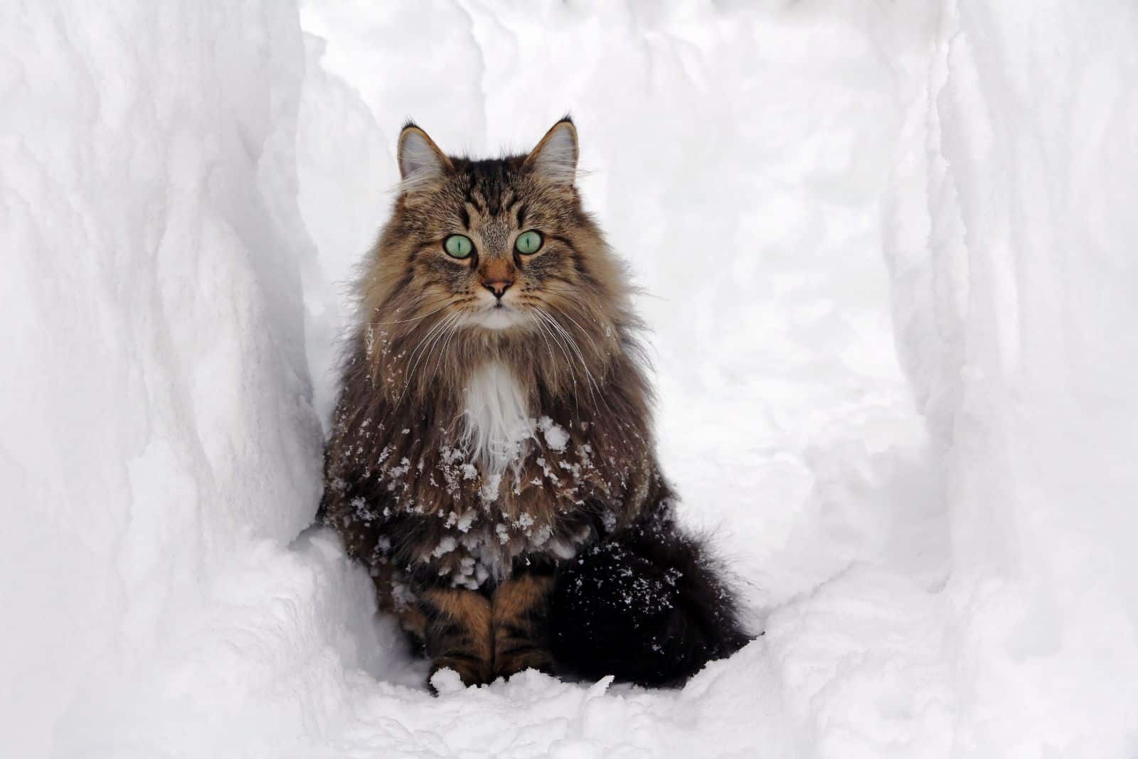 Norwegian Forest Cat sitting in the snow