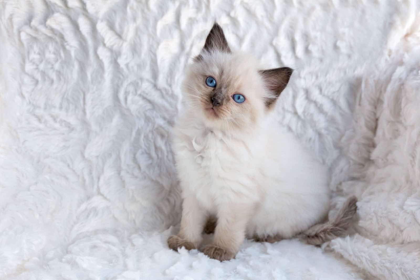 One young seal colourpoint ragdoll cat sitting on fur in chair