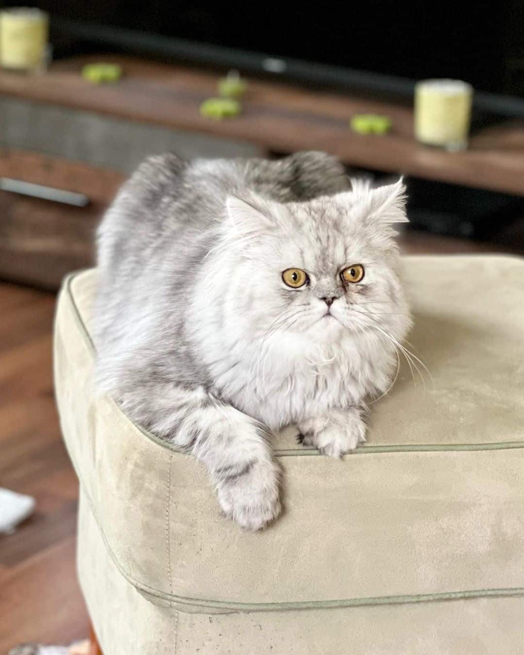Persian Cat is lying on the armchair