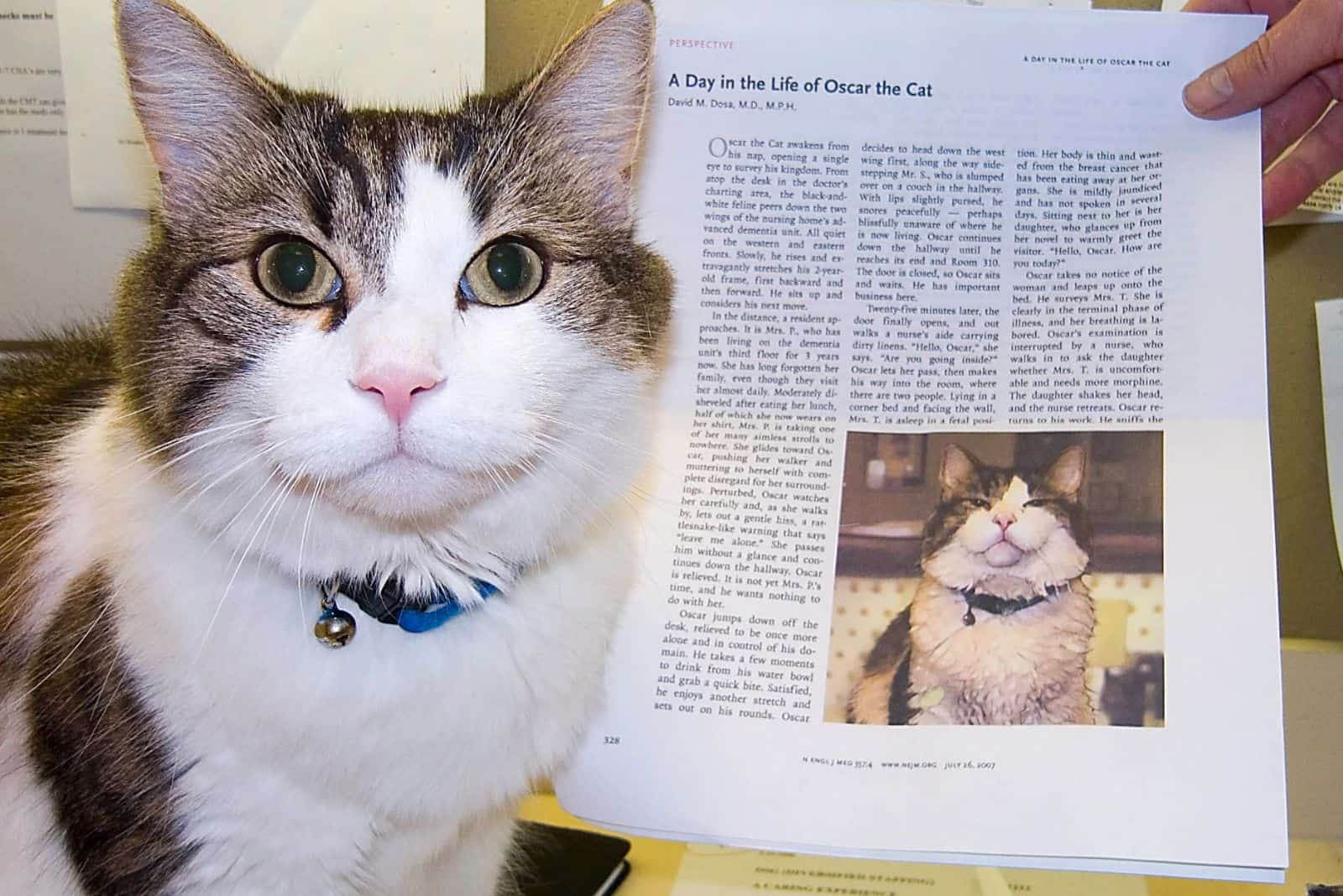 Photo of Oscar, the cat who could predict death
