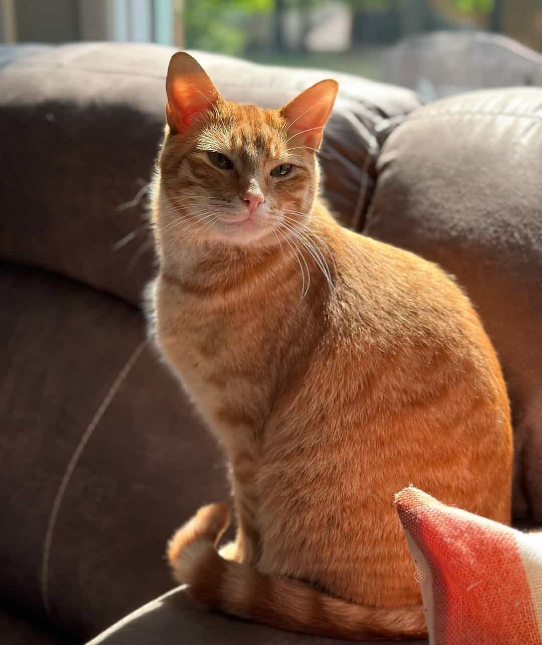 Photo of Phillip, orange cat who acts like a dog