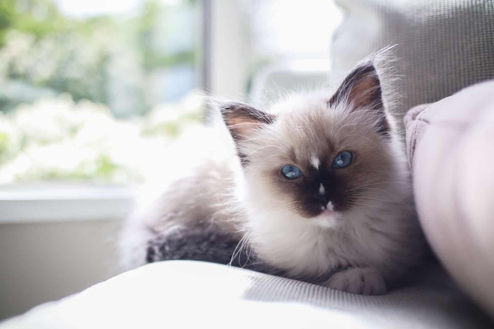 Ragdoll Kitten with blue eyes