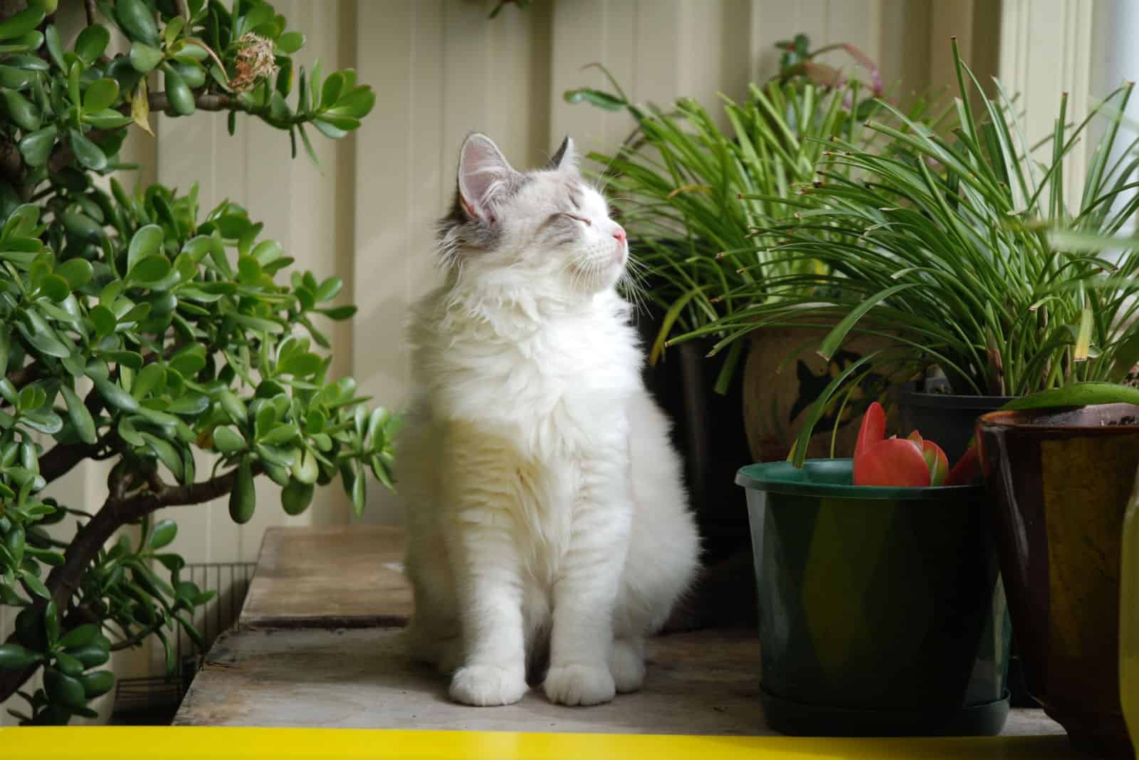 Ragdoll kitten outdoors, in garden with plants, greenery