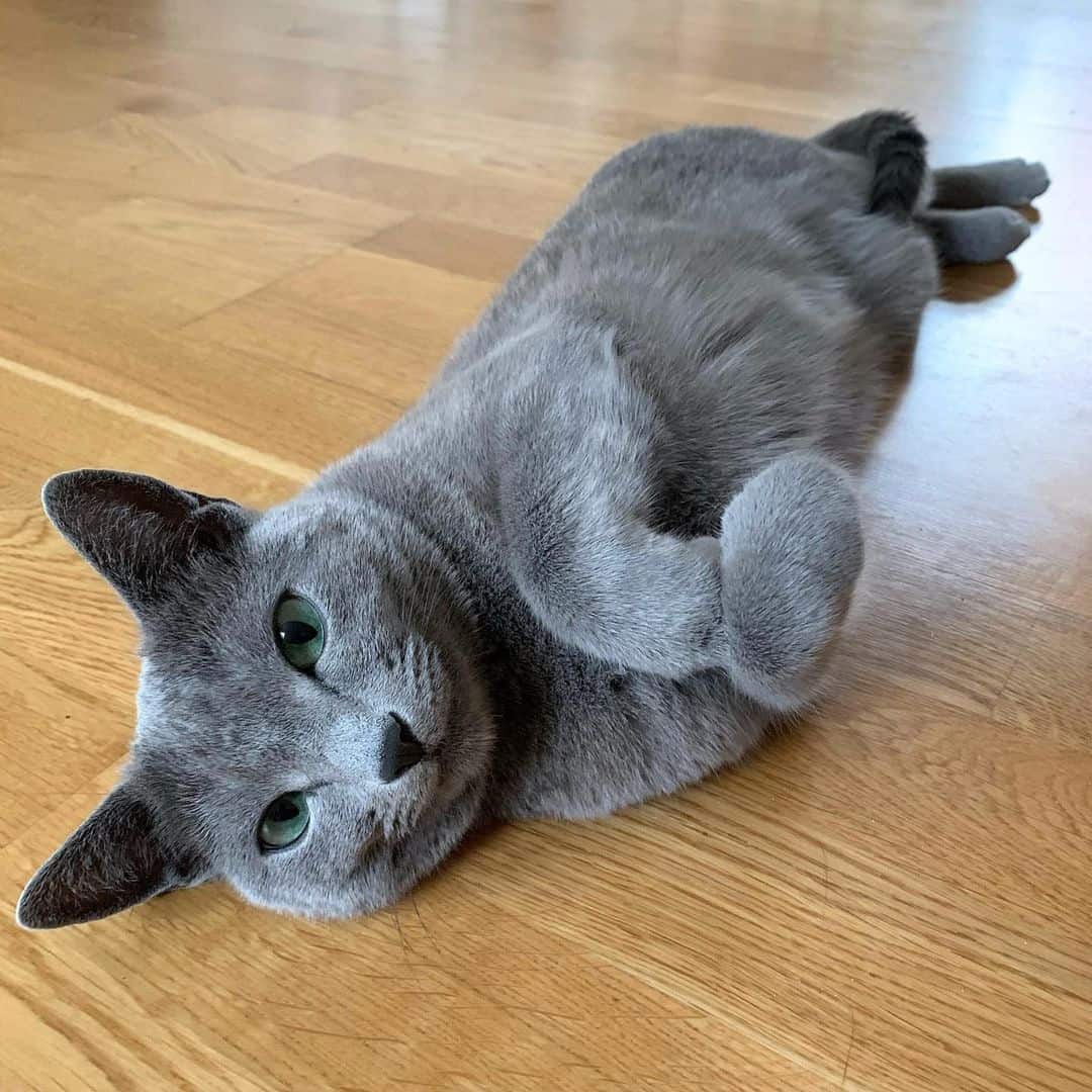 Russian Blue Cat lies on its back on the laminate