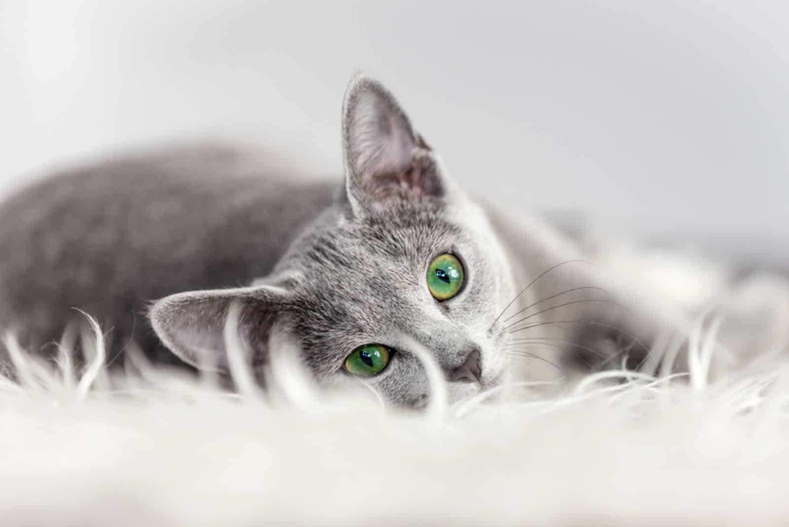 Russian Blue Cat