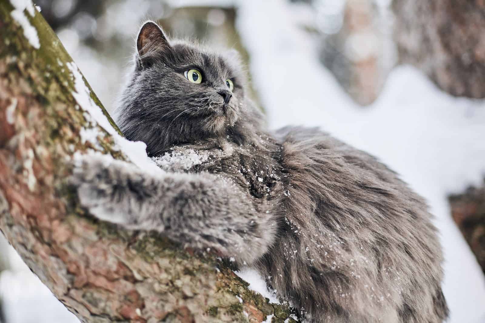 Russian blue cat in winter forest