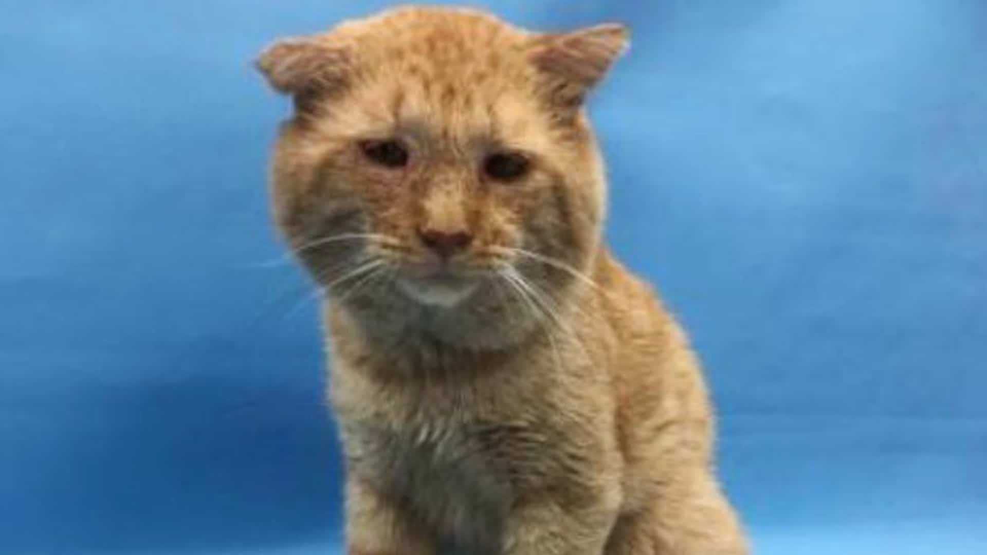 sad cat from shelter